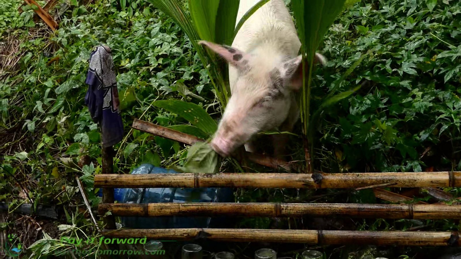 The dogs follow us to a purok in Ginatilan mountain
