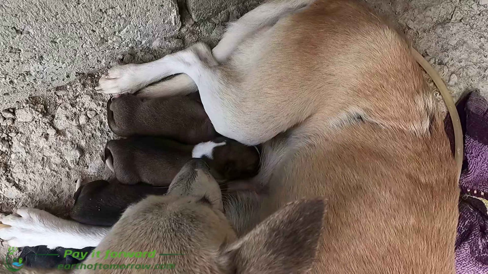 Puppies and electricity in our Ginatilan mountain home