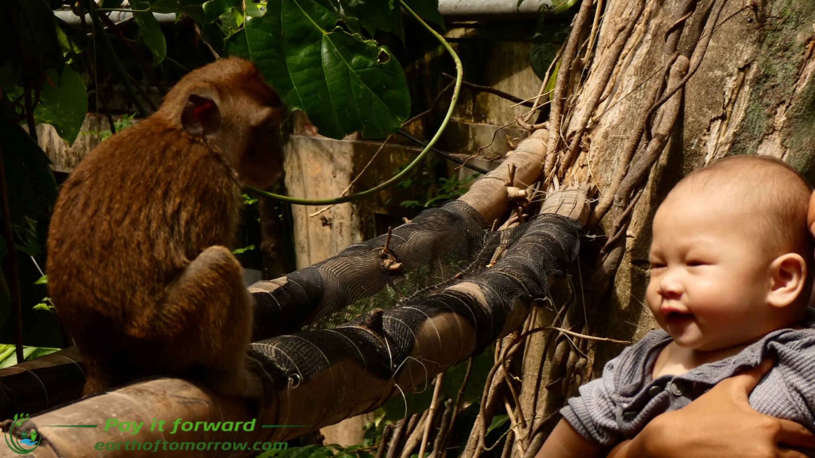 We go to monkey viewing in Oslob with Liam