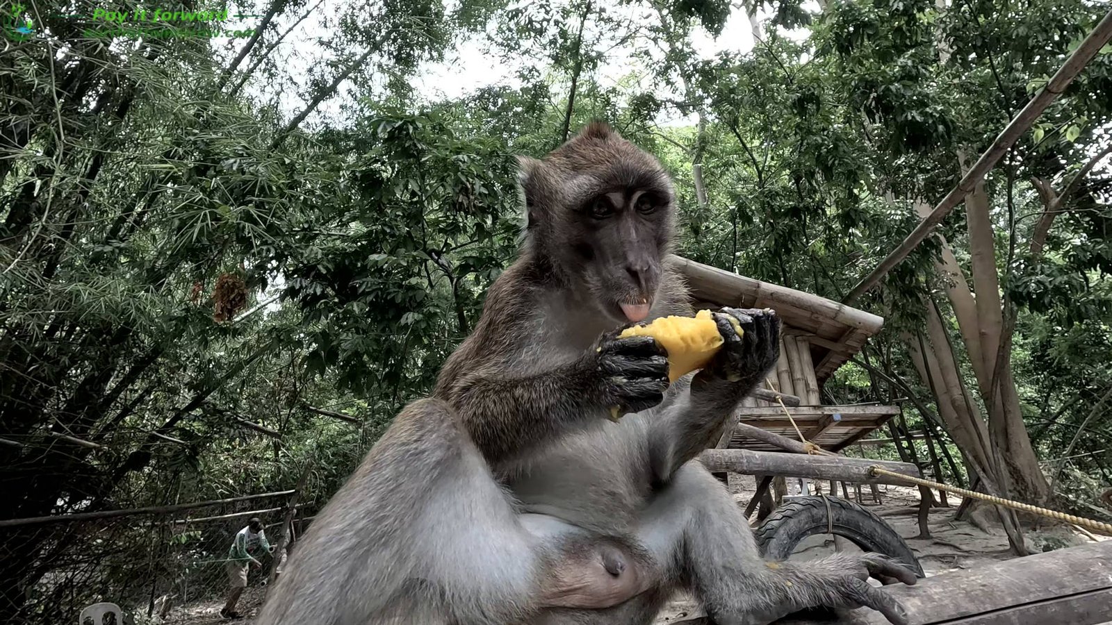 A Dahl's family day with monkeys and more