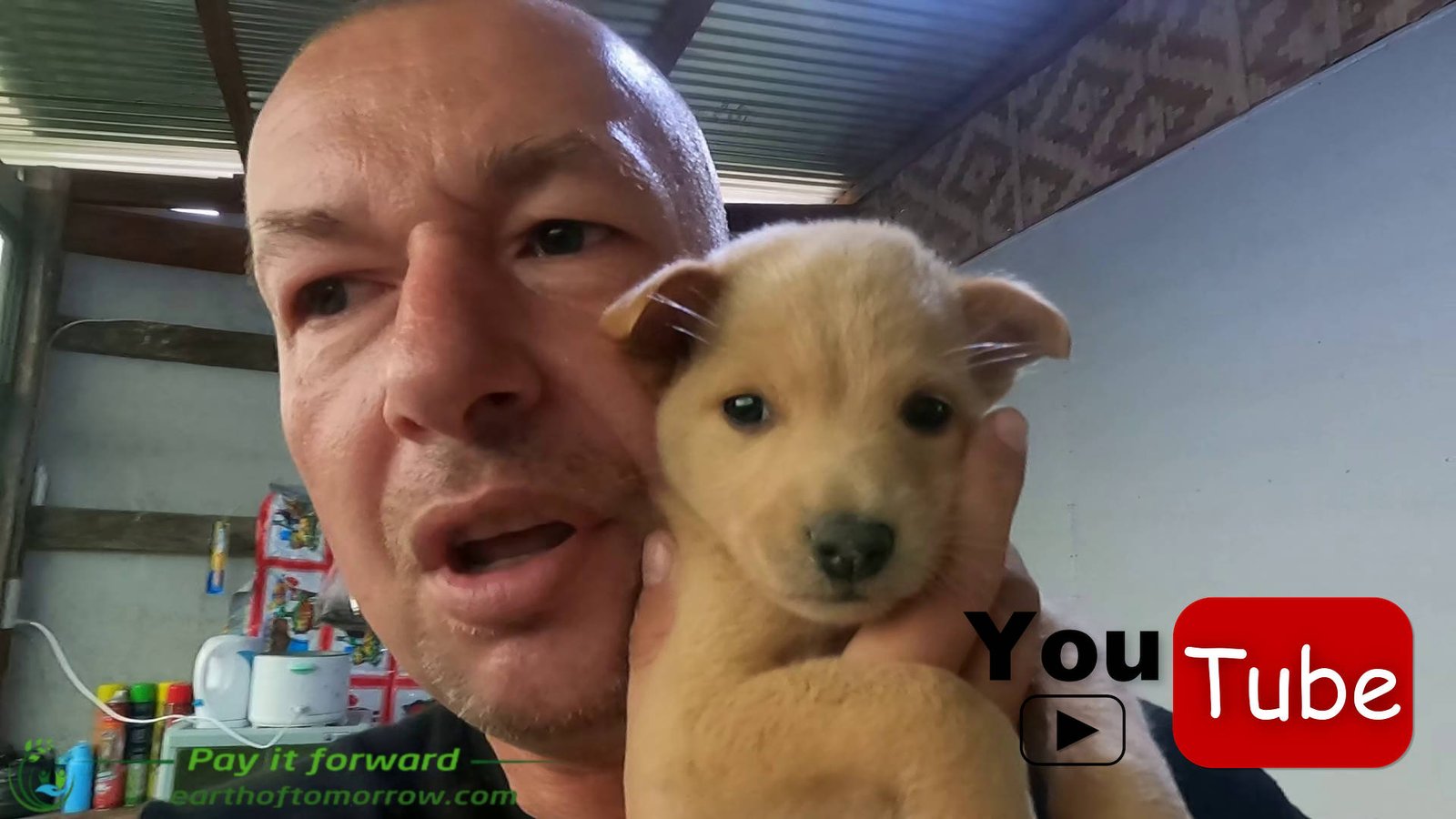 Brownie the puppy and a larger house in Ginatilan mountain. Video