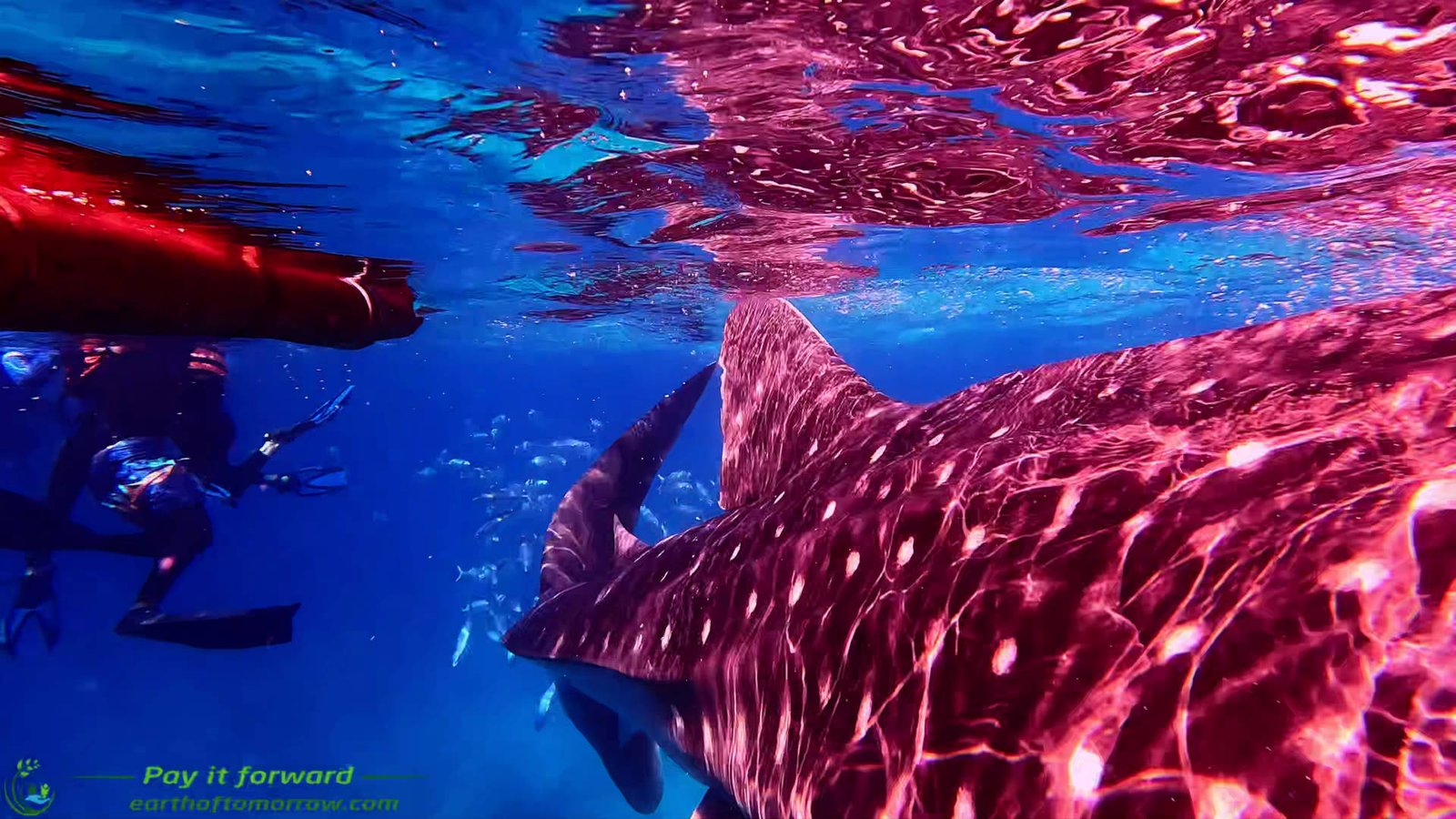 We review whale shark swimming in Oslob